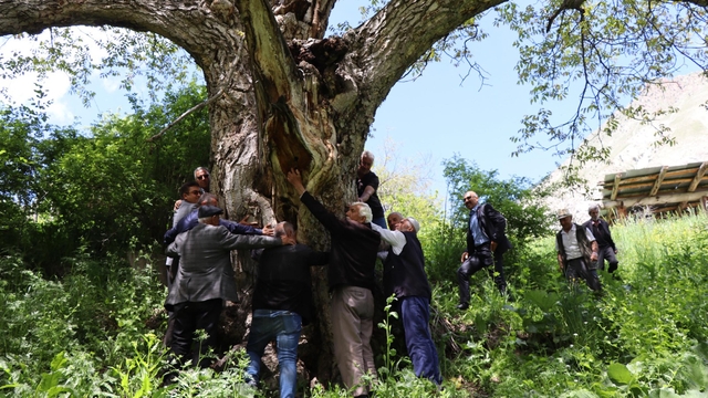 'İmam Ağacı' olarak bilinen ceviz ağacı 350 yaşında