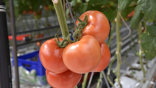 Düşük enerjili seradan Avrupa'ya 'sıfır pestisitli' domates