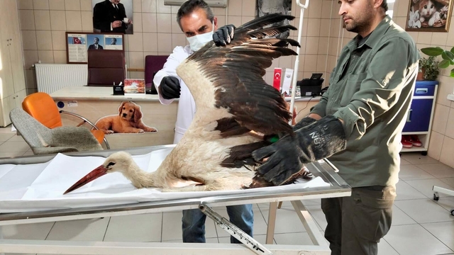 Kırşehir'de vatandaşın bitkin halde bulduğu leylek tedaviye alındı