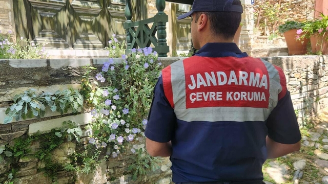 Tüylü çan çiçeğini koparmanın cezası 577 bin TL