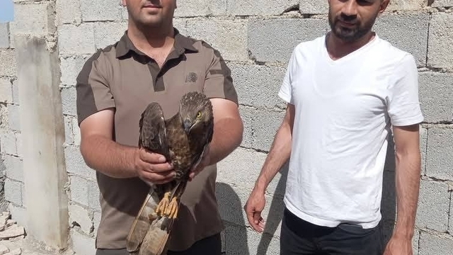 Şanlıurfa'da yaralı halde buluna kızıl şahin tedavi altına alındı