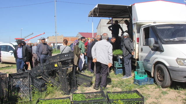 Zara'da çiftçilere tavuk ve fide dağıtıldı