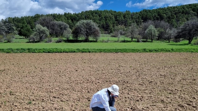 Alucra'da tarımsal ürünlerin arazi kontrolleri yapılıyor