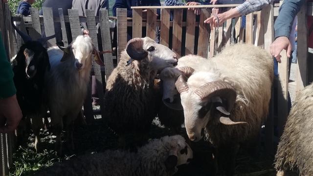 Hanönü ilçesinde hayvan pazarı açıldı