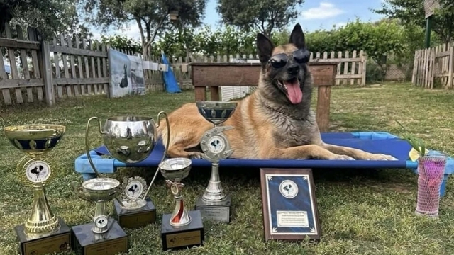 Afetlerde görev alıp, sayısız yaşamın kurtarılmasına yardımcı oldu… Kahraman köpek 'Bob' öldü