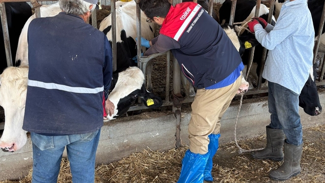 Edirne'de hastalıklardan ari işletme sertifikalı hayvan çiftliklerinde kontroller sürüyor
