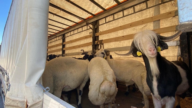 Kurbanlık sevklerine sıkı denetim