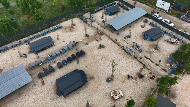 Sokağa terk edilmiş hayvanlara, 'Emekli Hayvan Çiftliği'nde' müzikli terapi