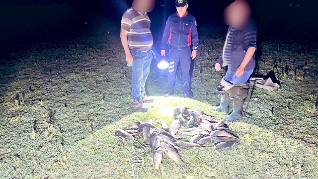 Uluabat Gölü'nde kaçak avcılara baskın; ele geçirilen 466 kilo canlı balık göle salındı