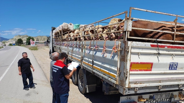 Boyabat'ta kurbanlık sevkiyatı başladı
