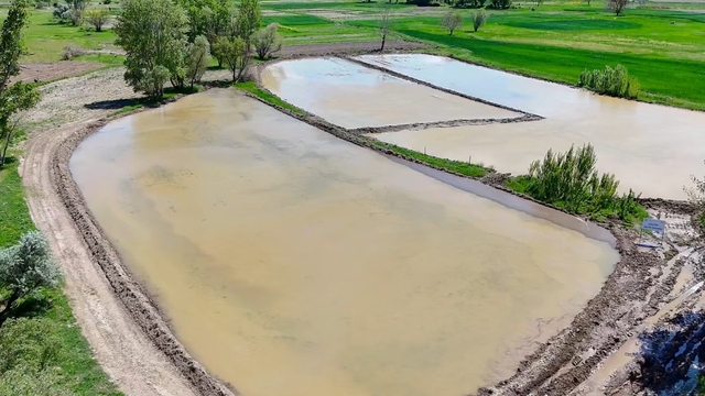 Kızılcahamam'da çeltik ekimi yapıldı