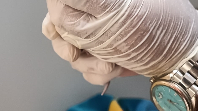 Ankara merkezli 5 ilde satışı yasaklı egzotik hayvan operasyonu