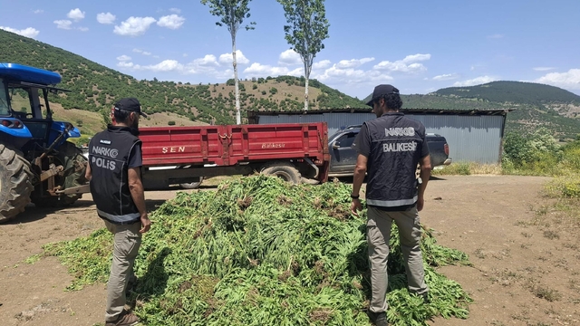 Damla sulama sistemiyle Hint keneviri yetiştiren 5 şüpheliye gözaltı