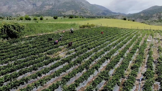 Batman'da Sason çileği ile tersine göç