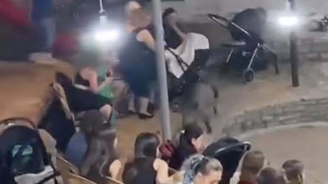 Düğündeki kalabalığın arasına giren domuz kamerada