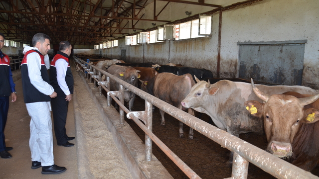 Muş'ta batıdaki illere kurbanlık sevkiyatı sürüyor