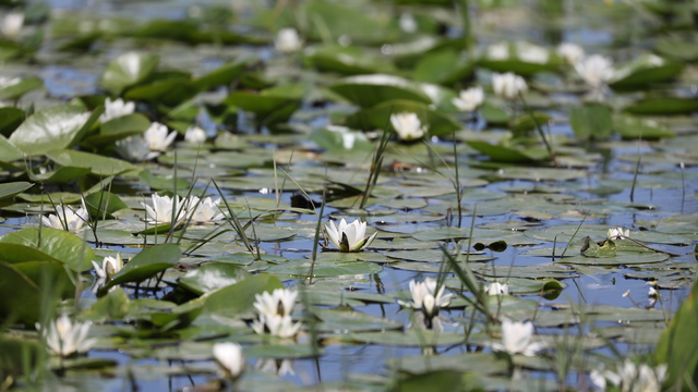 Kızılırmak Deltası'nda nilüferler çiçek açtı