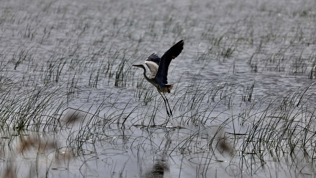 Göçmen kuşların Karadeniz'deki limanı: Kızılırmak Deltası