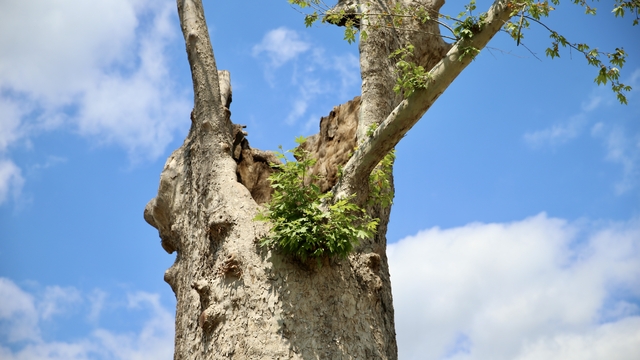 Tarihin "canlı şahitleri" anıt ağaçlar, koruma altında zamana direniyor
