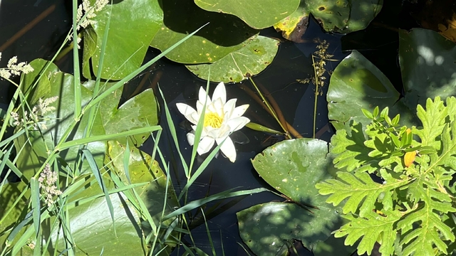 Çanakkale'de nilüfer güzelliği; koparmanın cezası 557 bin TL