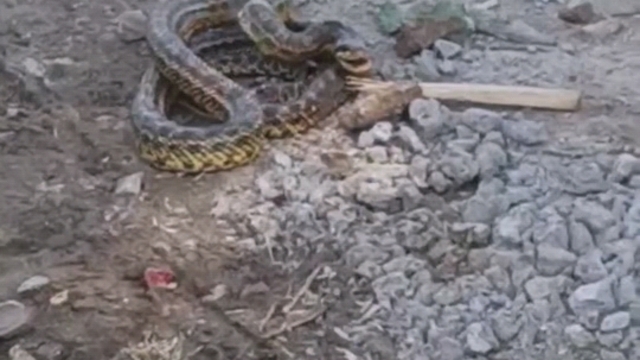 İnegöl'deki 4 mahallede 'yılan' tedirginliği