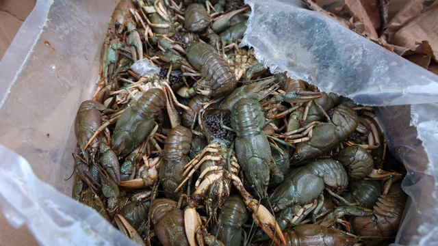 Otobüs terminalinde 300 kilo kerevit ile 40 kilo mavi yengeç ele geçirildi