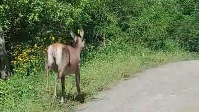 Ormandan yola çıkan karaca kamerada