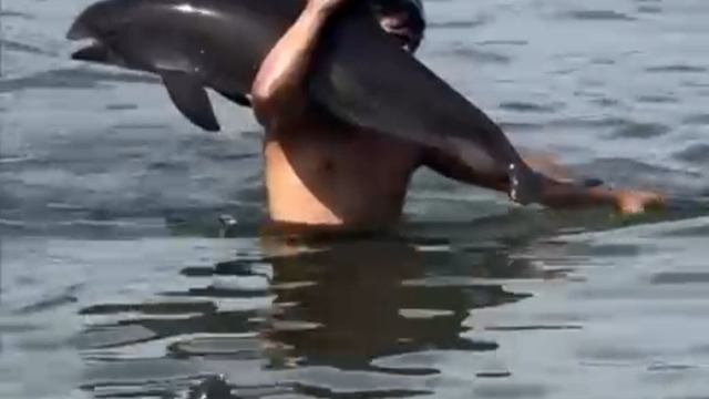 Yüzerken karşılaştığı ölü yunusu omzuna alıp, kıyıya bıraktı; o anlar kamerada