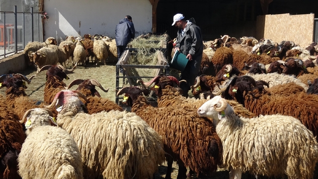 Araştırma merkezinde yetiştirilen koyunlar, kurbanlık olarak satışa çıkarıldı