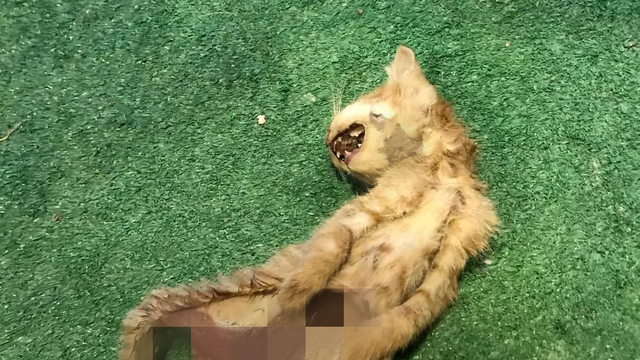 Zonguldak'ta iç organları çıkarılmış 2 kedi için polis inceleme başlattı