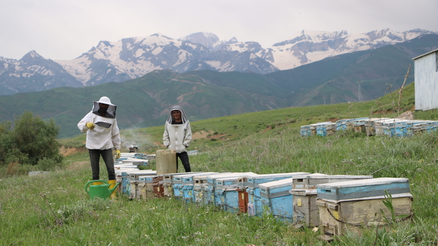 Adanalı çiftin 27 yıldır Yüksekova'ya 'arı' yolculuğu