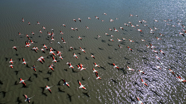 Misafirleri gecikmeli gelen Ulaş Gölü şenlendi