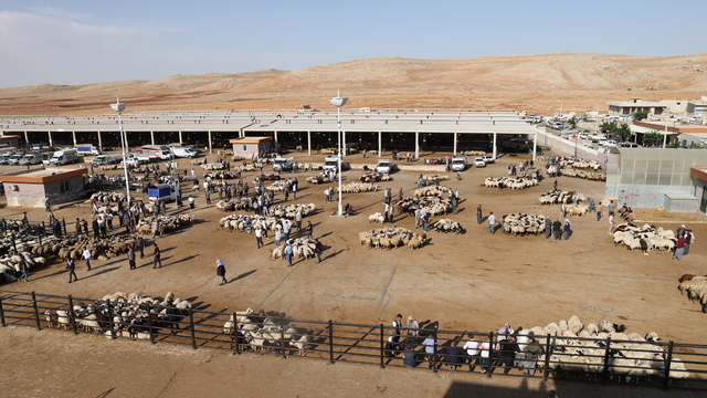 Hayvancılık merkezlerinden Şanlıurfa'da Kurban Bayramı öncesi hareketlilik yaşanıyor