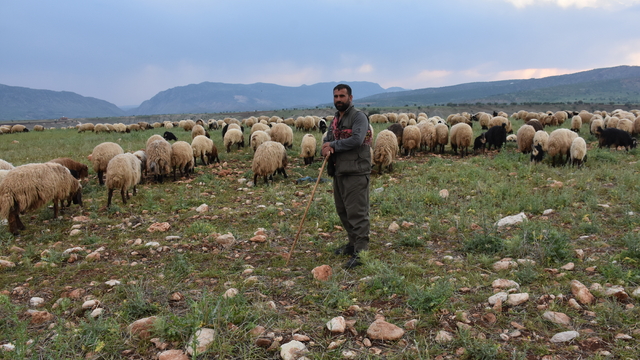 Şırnak'ta göçerler hayvanlarını yaylalara götürmek için yola koyuldu