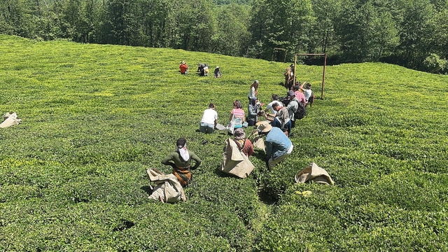 Giresun'da yeni sürgün çay hasadı etkinliği yapıldı