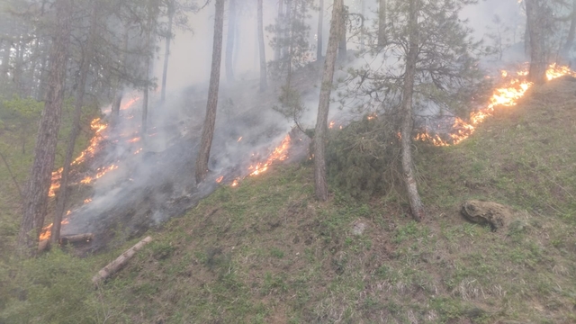Afyonkarahisar'da çıkan orman yangınında 4 bin metrekare alan zarar gördü