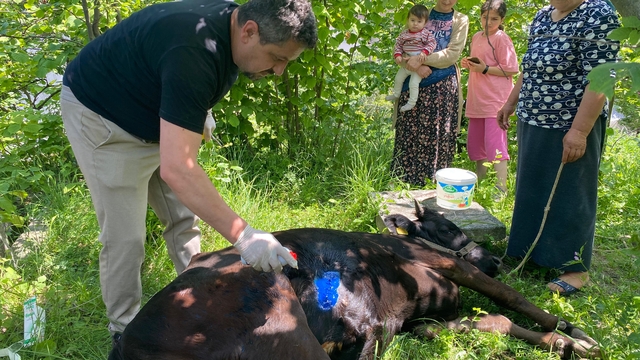Türkeli'de demire sıkışan inek kurtarıldı