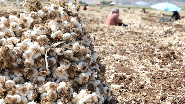 Gaziantep'te 10 bin tarım işçisiyle sarımsak hasadı başladı