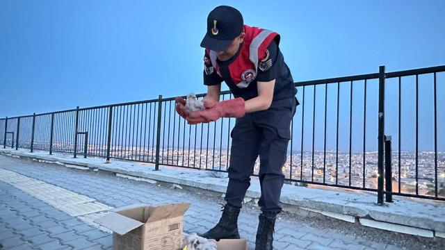 Kilis'te yol kenarında bulunan kartal yavruları koruma altına alındı