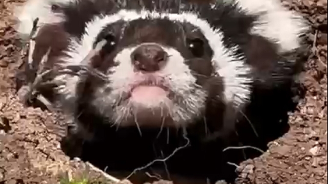 Sivas'ta nesli tehlike altındaki 'alaca sansar' görüntülendi