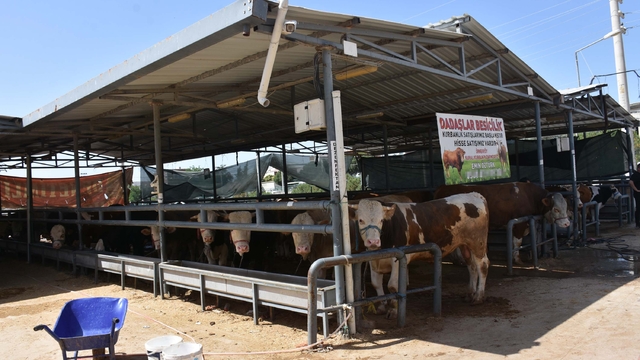 İzmir'de kurban pazarlarında hareketlilik
