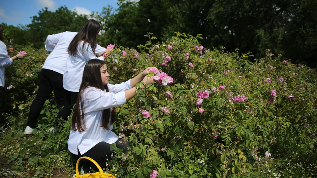 Edirne'de "Türk Mutfağı Haftası"nda öğrencilerin topladığı güller, Osmanlı reçetesine göre reçel yapılacak