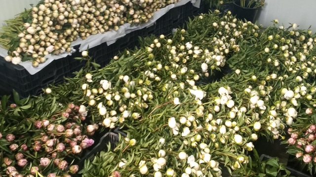 Çanakkale'de şakayık çiçeği üretimi genişliyor