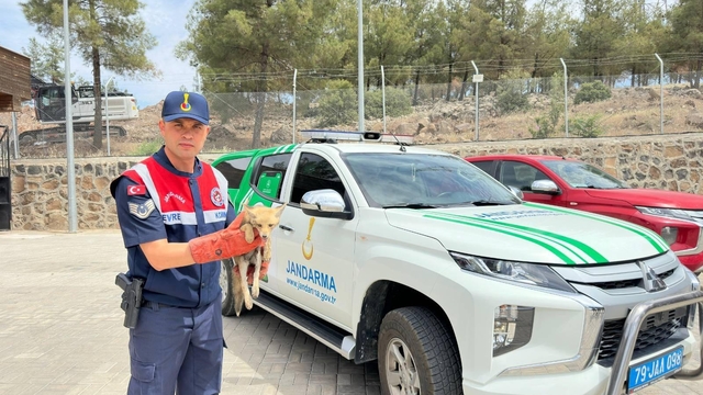 Kilis'te yaralı bulunan tilki koruma altına alındı