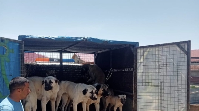 Gemerek'te sahipsiz sokak köpekleri toplanıyor