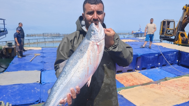 Samsun'da Türk somonu hasadı başladı
