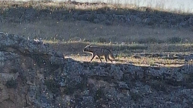 Adıyaman'da çizgili sırtlan görüntülendi