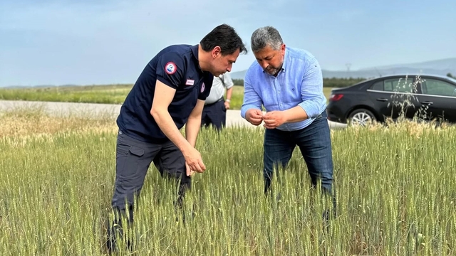 Amasya'da buğday tarlaları yerinde incelendi