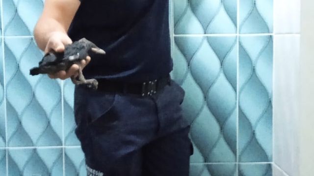 Edremit'te apartman boşluğuna düşen karga yavrularını itfaiye kurtardı