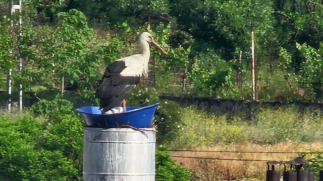 Kastamonu'da leyleklerin rüzgardan dağılan yuvası yeniden yapıldı